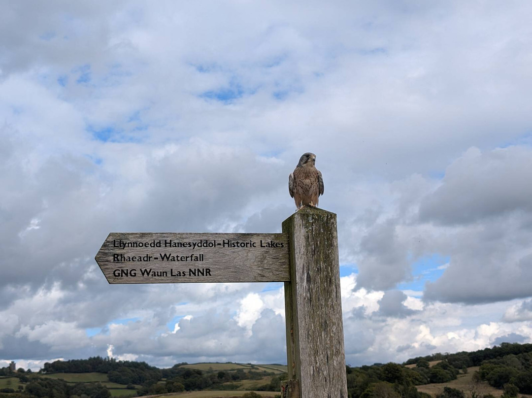 The British Bird of Prey Centre-喀麦登必去景点