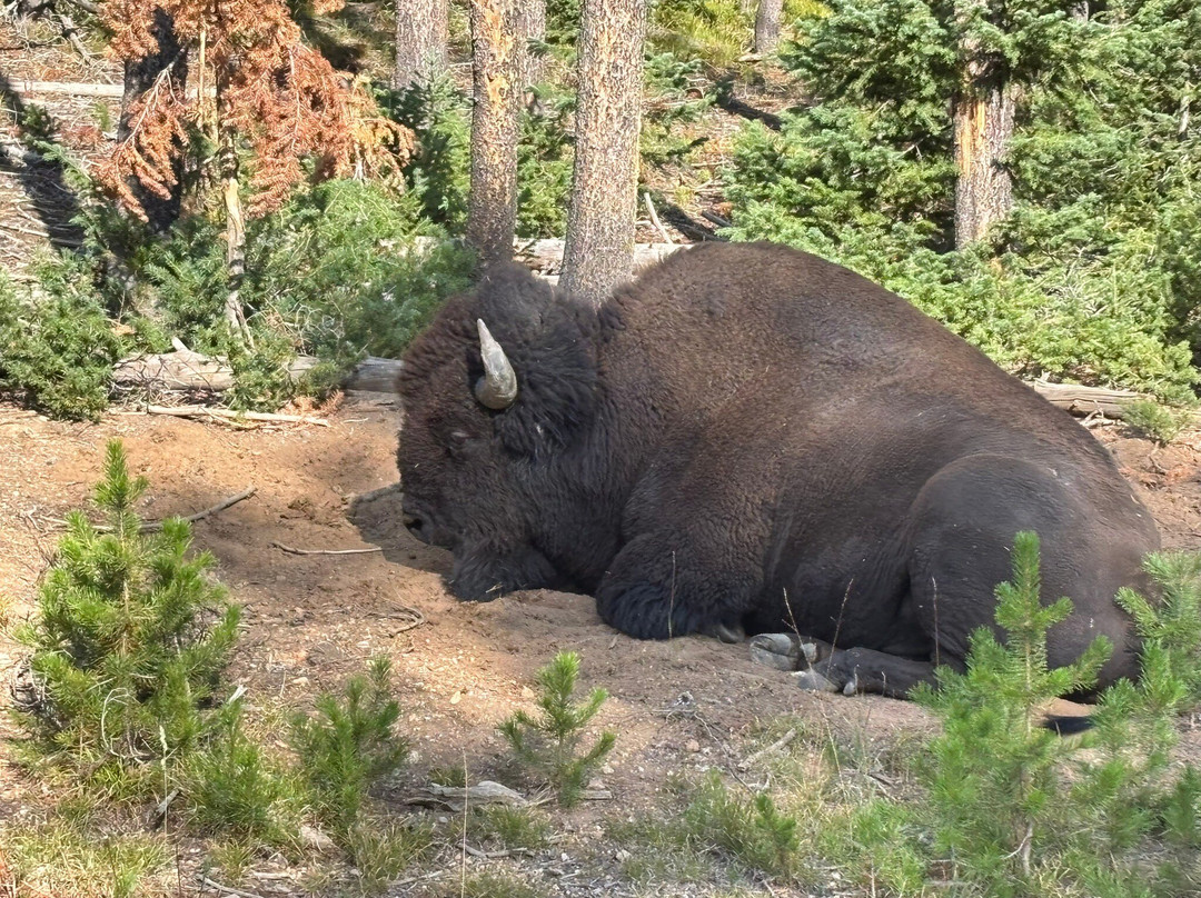 Yellowstone Wolf Tracker-加德纳必去景点