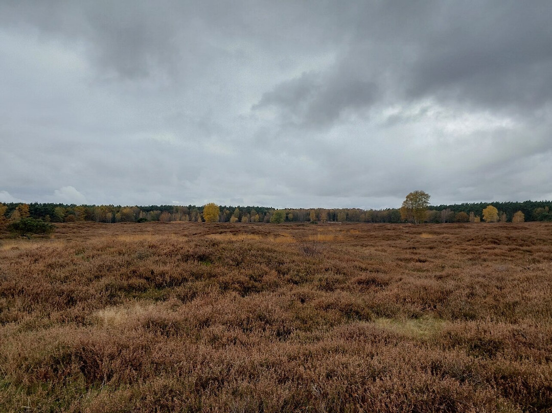 Pestruper Graberfeld-Wildeshausen必去景点