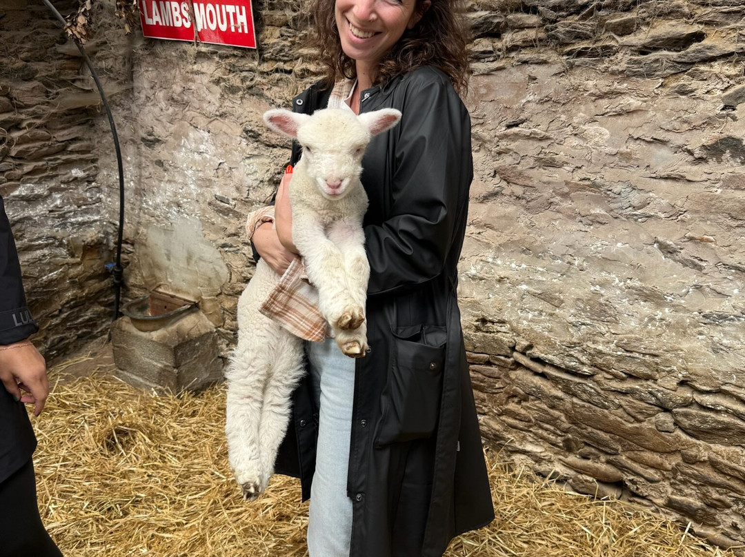 Hold A Baby Lamb-Glanfahan必去景点