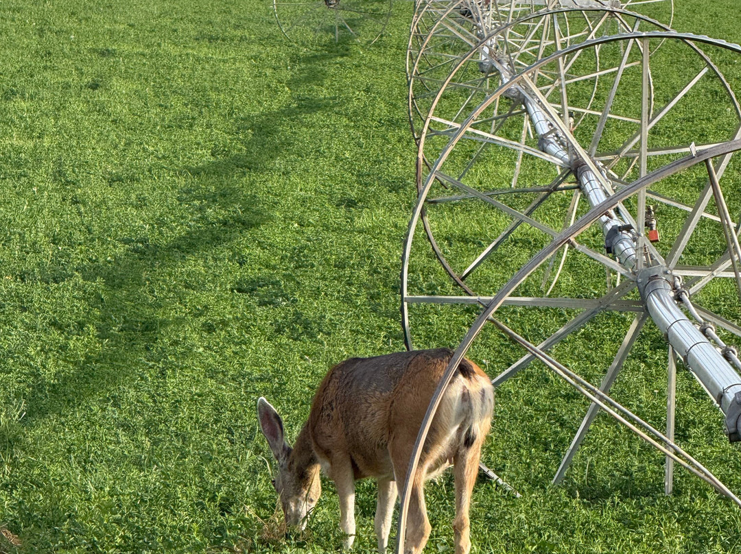 特顿山谷小屋主图
