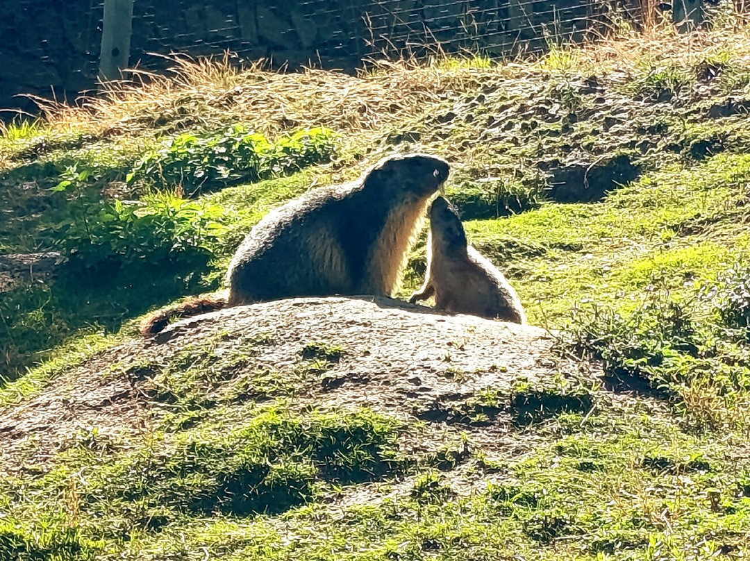 Parc Animalier d'Introd-Introd必去景点