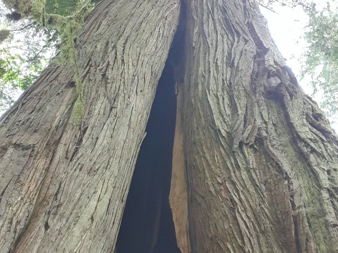 Cathedral Grove-艾伯尼港必去景点