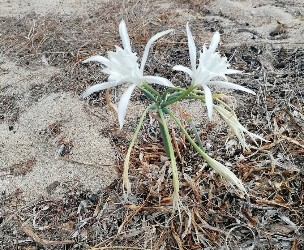 Spiaggia di Cartoe-Dorgali必去景点