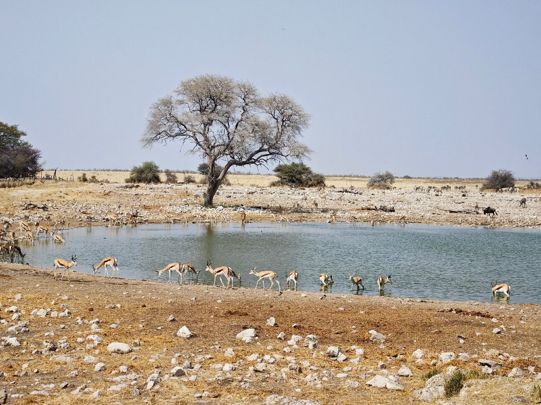 Okaukuejo waterhole-纳米比亚埃托沙国家公园必去景点