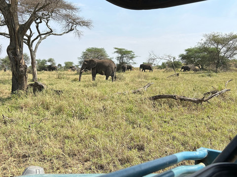 Follow Alice-莫西必去景点