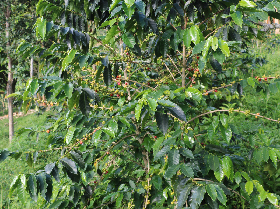 La Union Coffee Farm - Coffee & Fruits Tours-佩雷拉必去景点