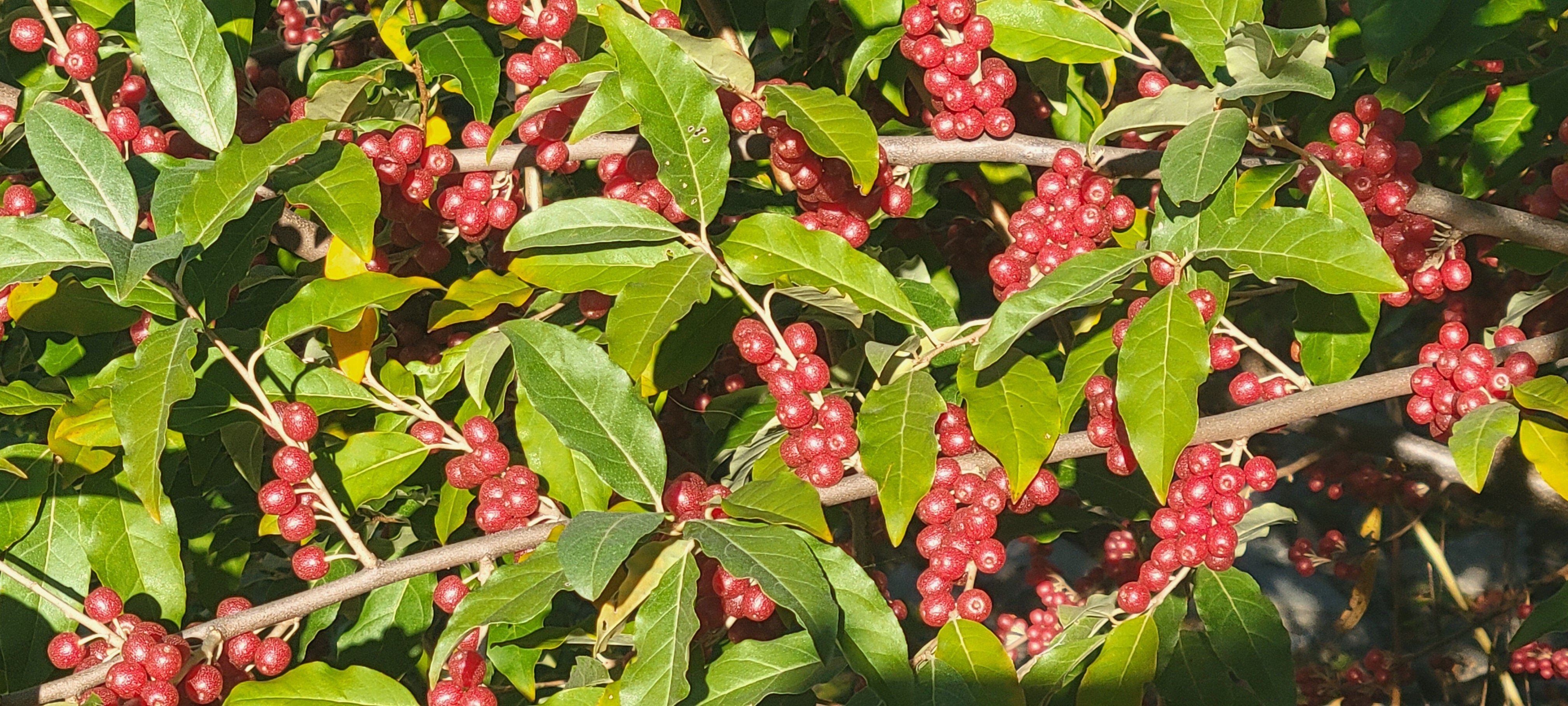 Bangor Inn & Suites-官方