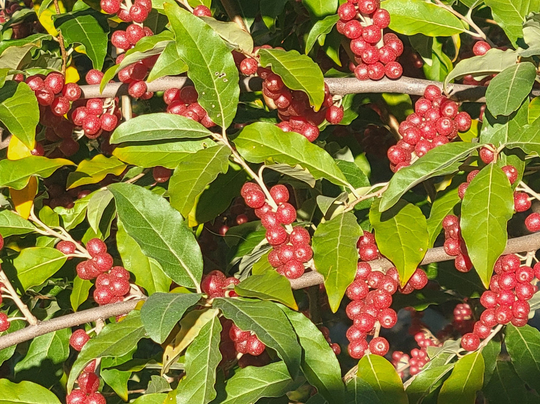 Bangor Inn & Suites主图