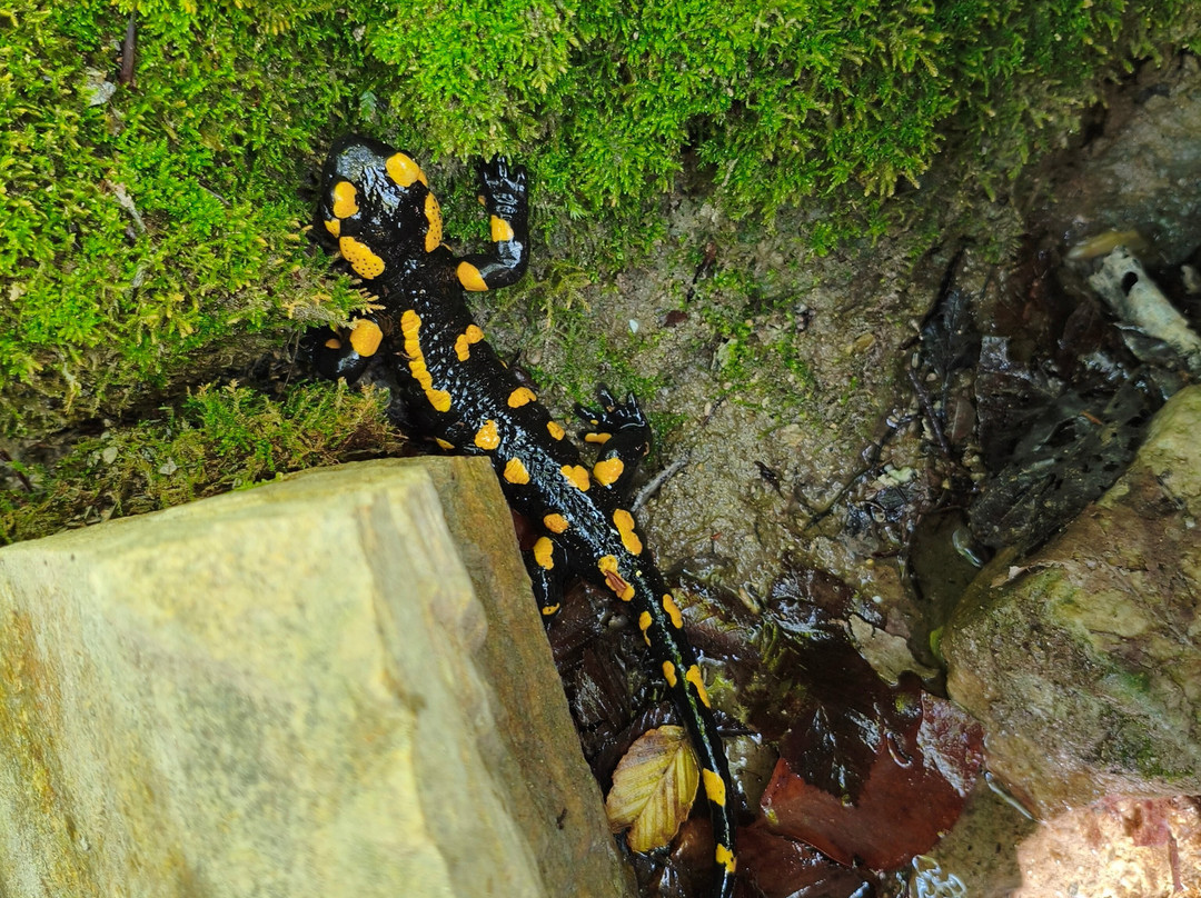 Horseriding Bulgaria - Day Tours-索非亚必去景点