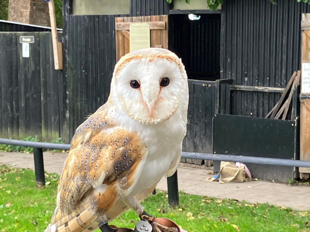 Kent Owl Academy-梅德斯通必去景点