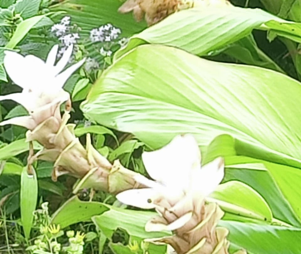 Kaas Pathar-Yekiv必去景点