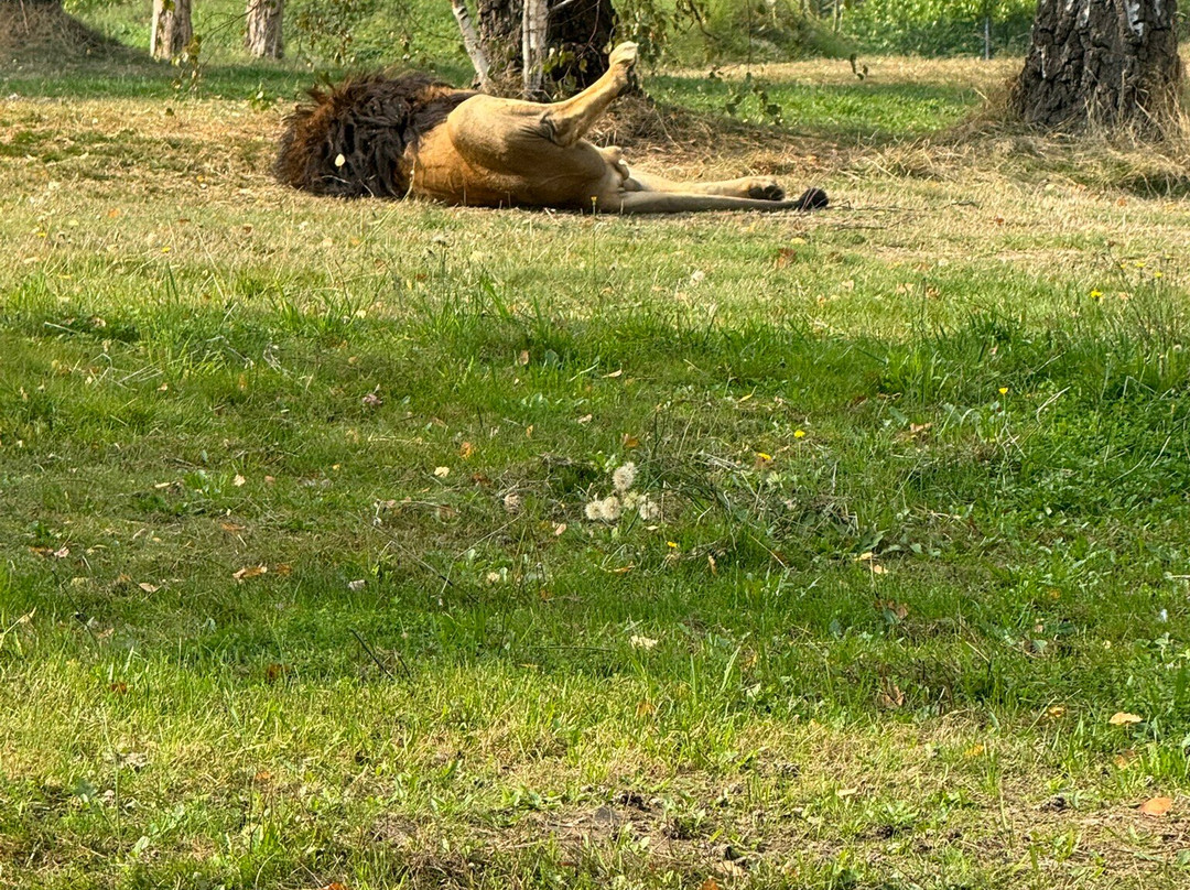 Safari Park-Pombia必去景点