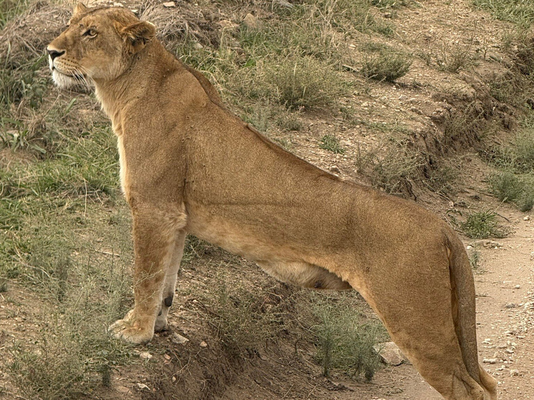 Nature Responsible Safari-阿鲁沙必去景点