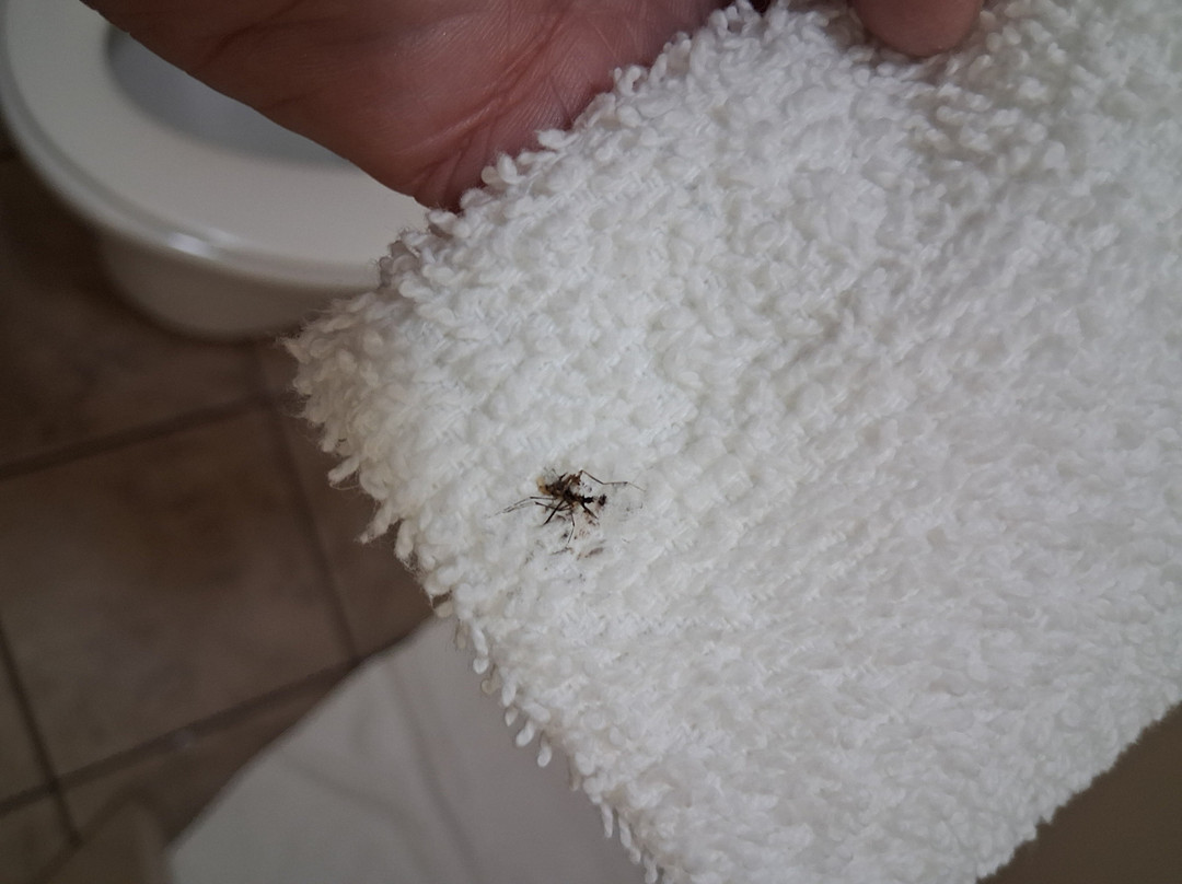 Majestic Mountain Inn主图