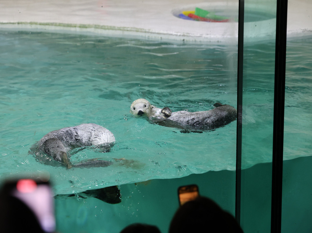 鸟羽水族馆-鸟羽市必去景点