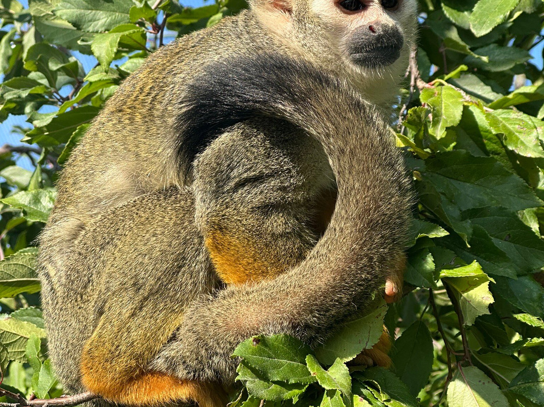 Safari Lake Geneva-日内瓦湖必去景点