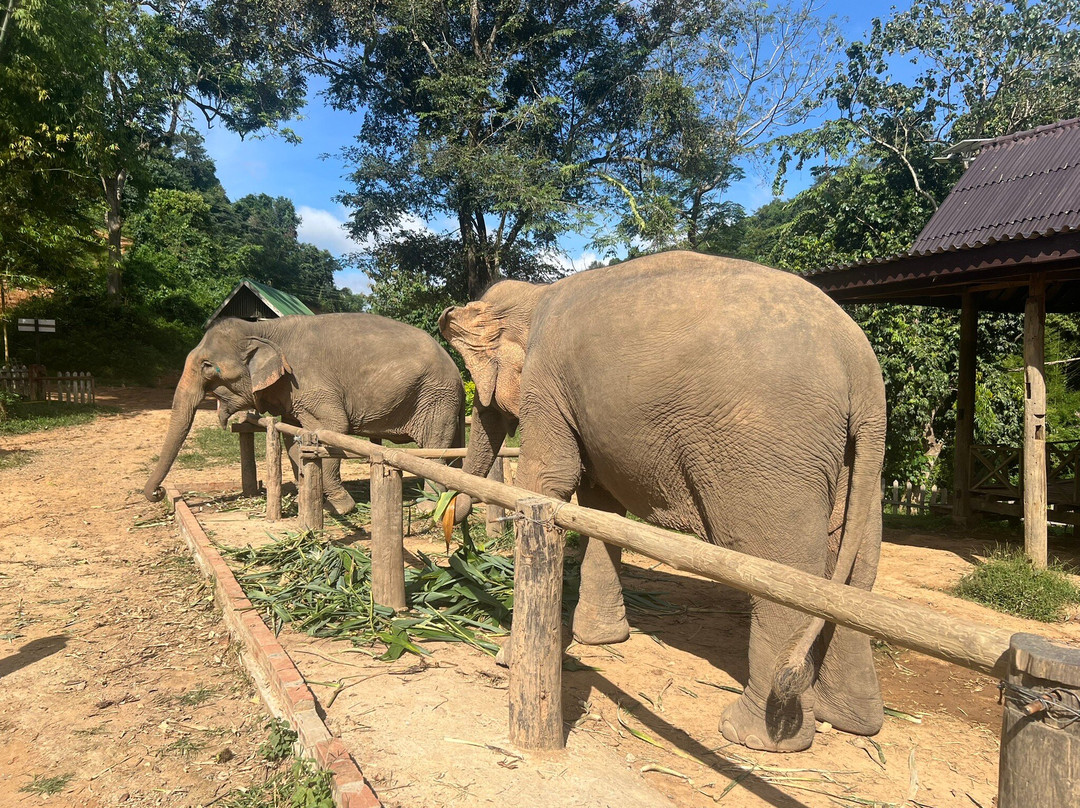 Elephant Village Sanctuary & Resort-琅勃拉邦必去景点