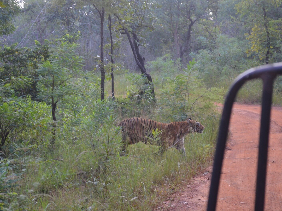 Jungle Bucket List-Moharli必去景点