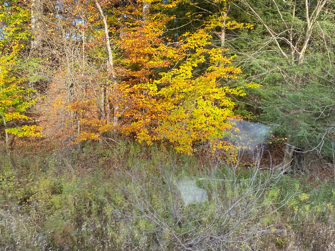 Arcade and Attica Railroad-Arcade必去景点