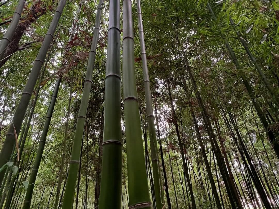 Bamboo plantation-连科兰必去景点
