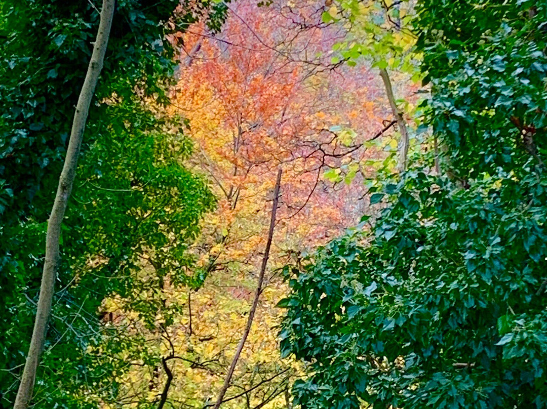 Skipton Castle Woods-斯基普顿必去景点