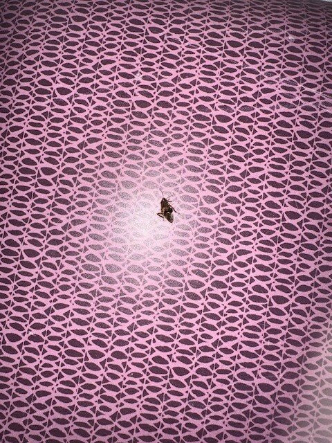 La Quinta Inn & Suites by Wyndham Kingsville主图