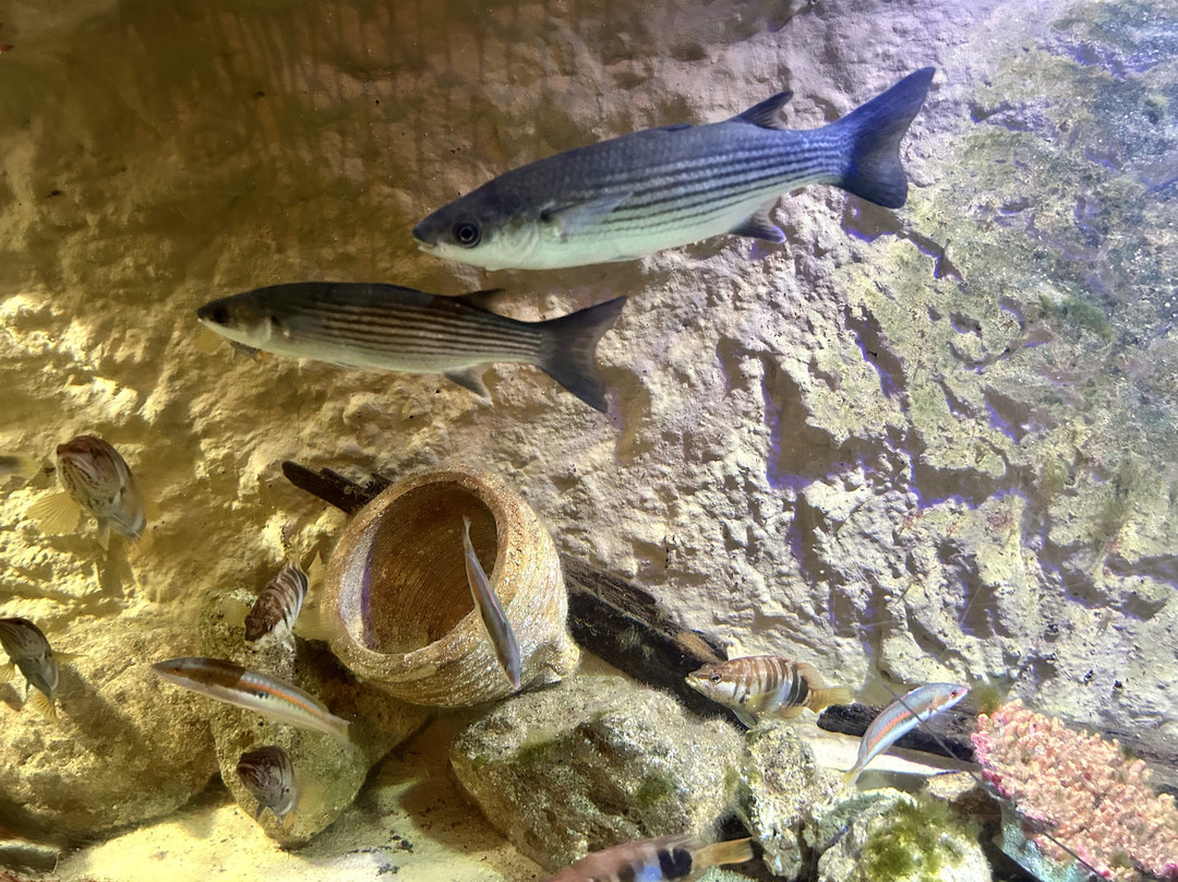 Aquarium Cap Blanc-圣安东尼德波特曼尼必去景点