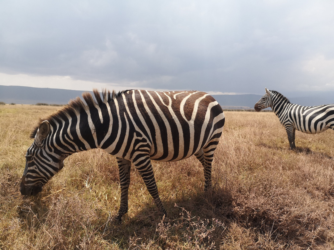 Safari Avventura-阿鲁沙必去景点