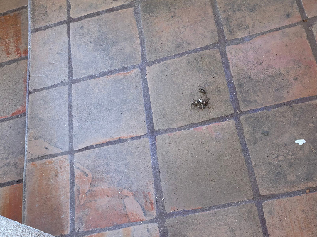 Quintas Papagayo主图