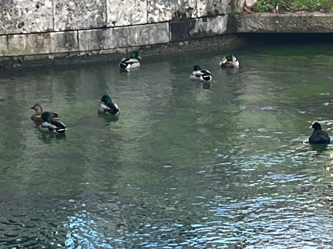 Isola della Pescheria-特雷维索必去景点