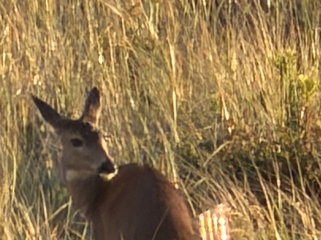 Moonstone Beach Motel主图