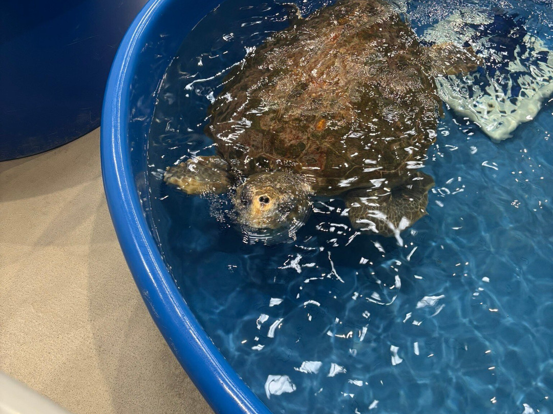 The Karen Beasley Sea Turtle Rescue and Rehabilitation Center-Surf City必去景点