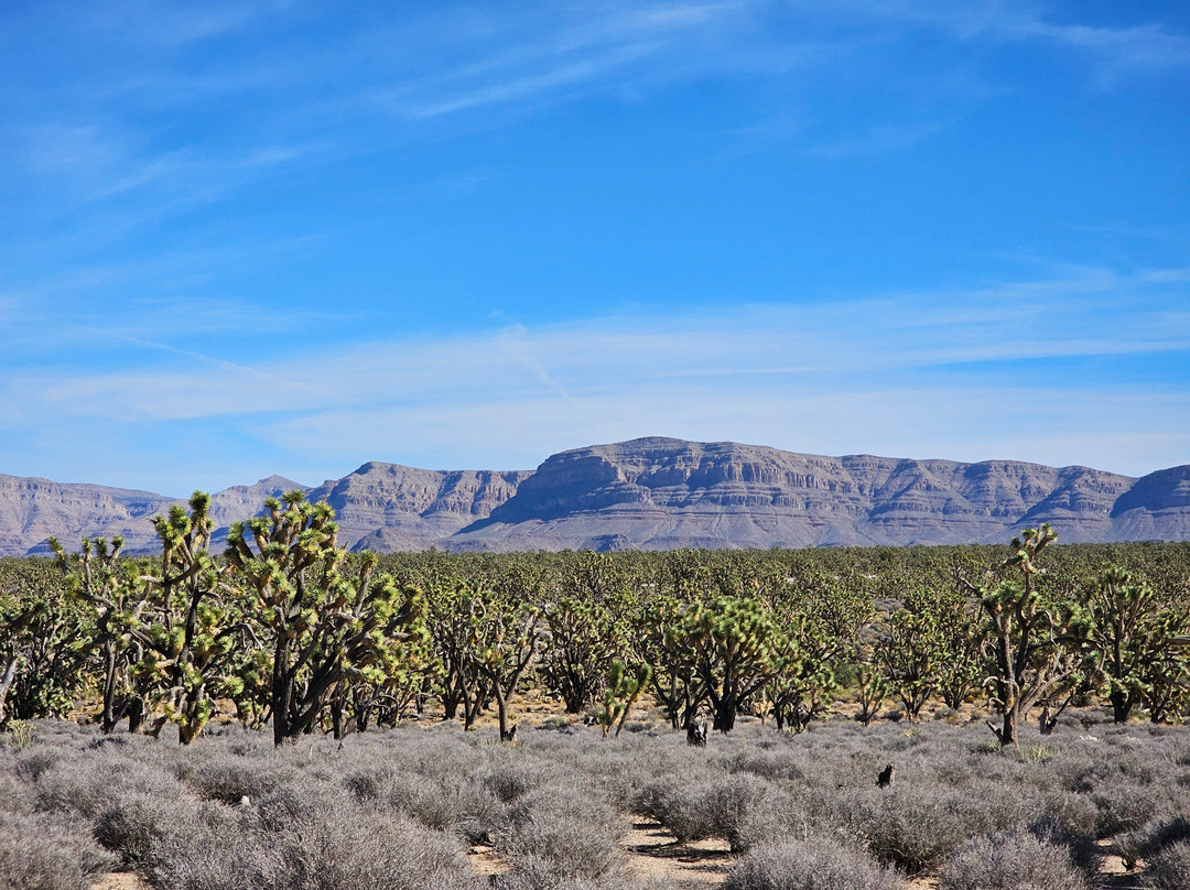 Arizona's Joshua Tree Forest-Meadview必去景点