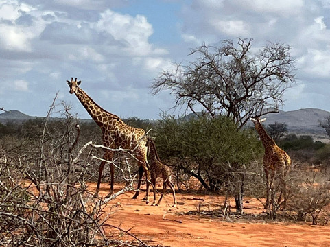 Leopardino Safari-马林地必去景点