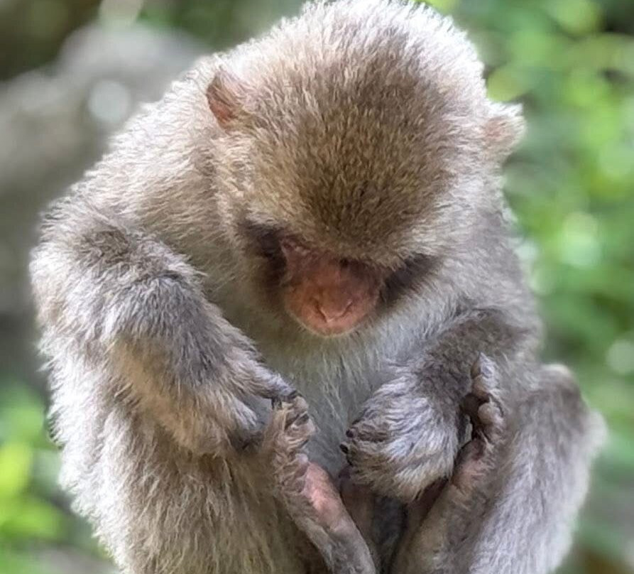 日式中岛旅馆主图