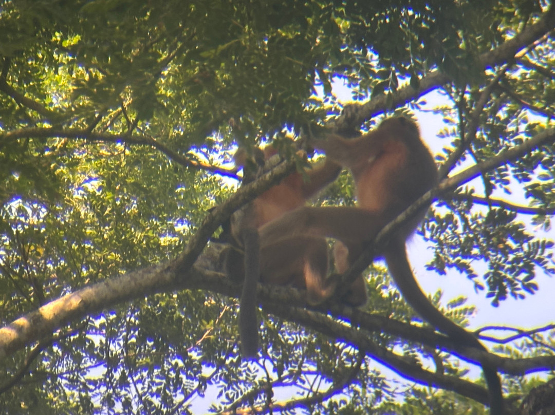 Kaziranga National Orchid And Biodiversity Park-Hatikhuli必去景点