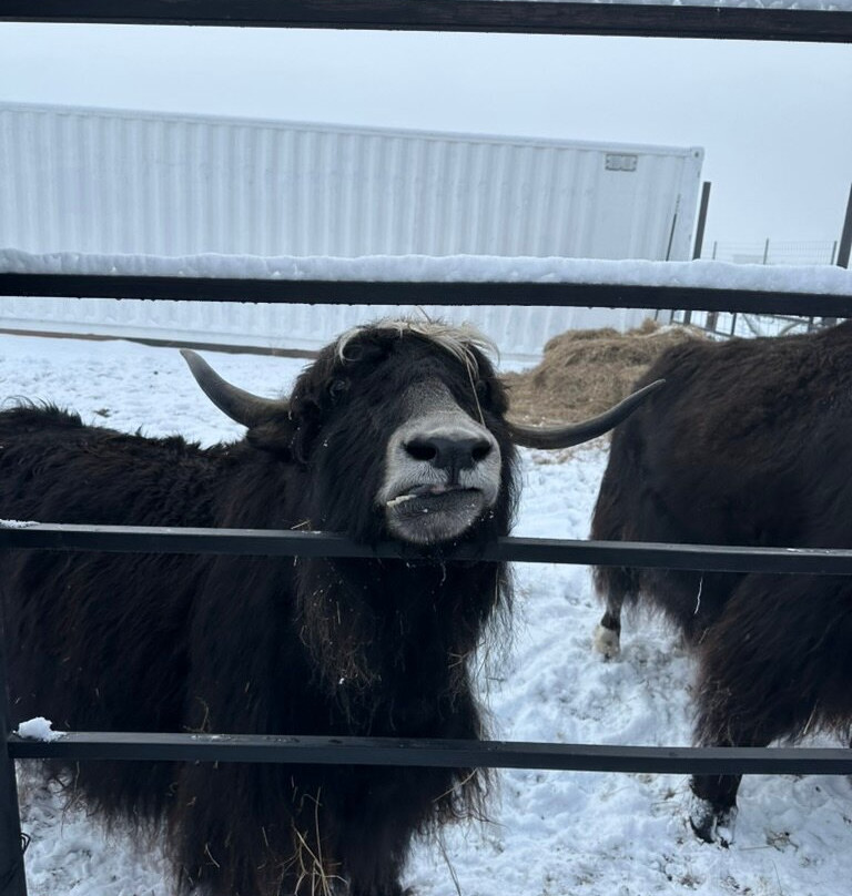 Reindeer Farm-帕尔默必去景点