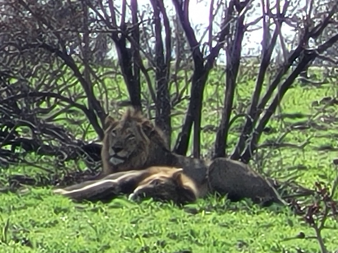 The Other Animals Safaris-克鲁格国家公园必去景点