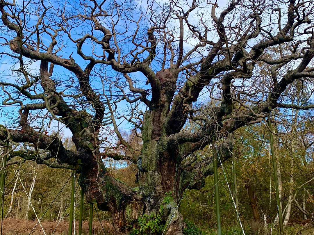Sherwood Forest-诺丁汉郡必去景点