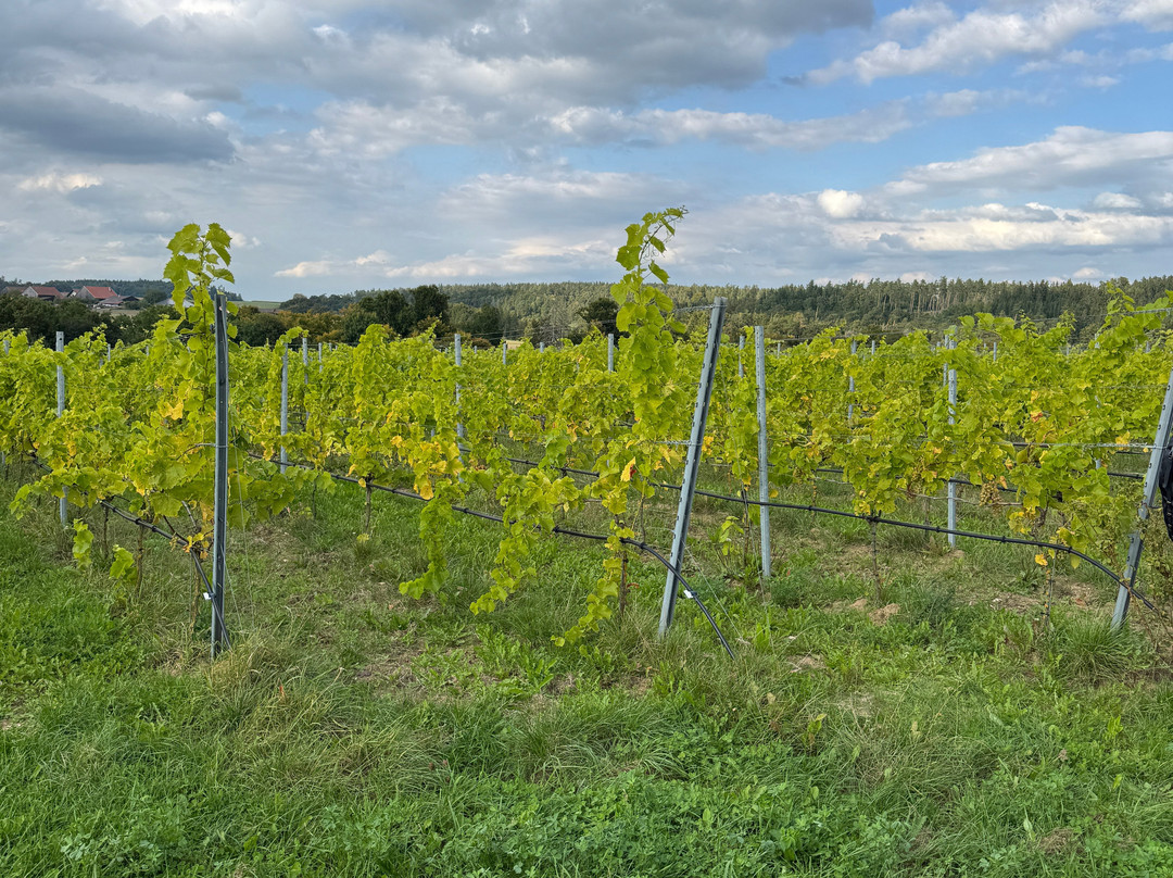 Bleimer Schloss Wein & Sekt-Greding必去景点