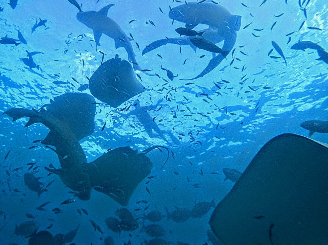 Pearlshine Tours-Gulhi Island必去景点