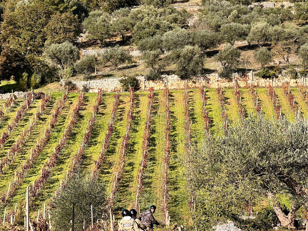 Quad Experience and Emotion-阿尔贝罗贝洛必去景点