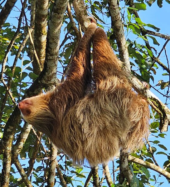 Sol Tropical Day Tours-圣何塞必去景点