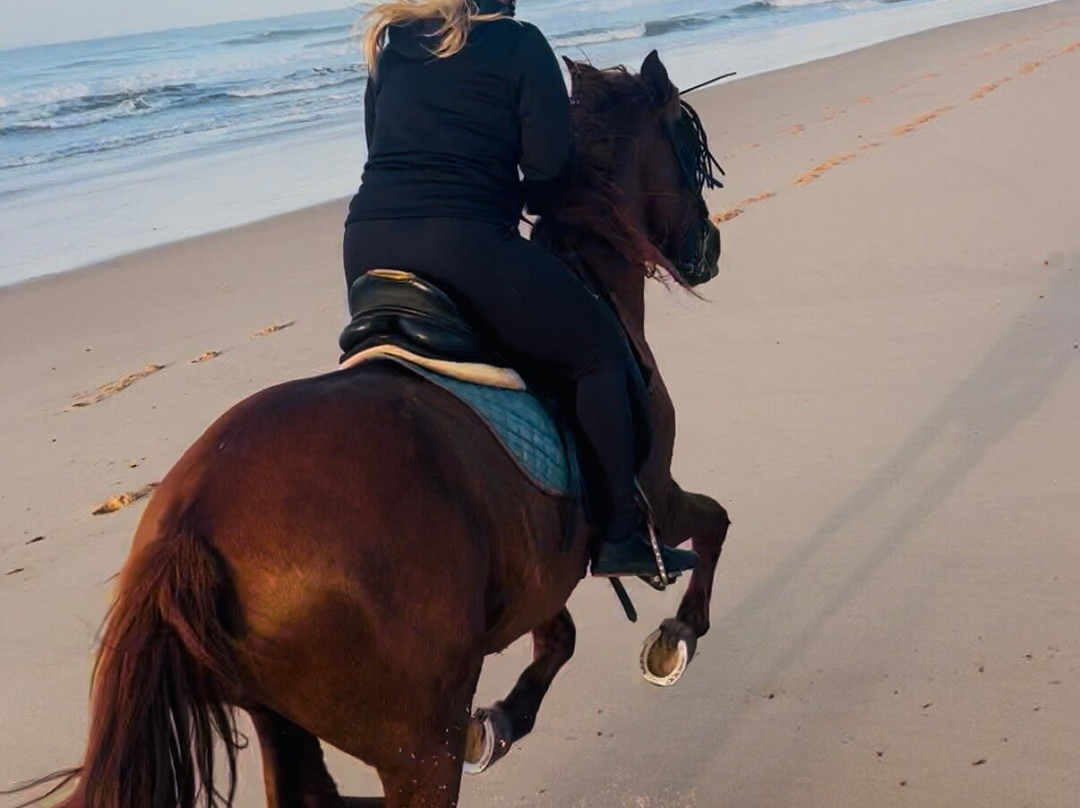 Centro Hipico Quinta da Saudade-阿尔布赞拉必去景点