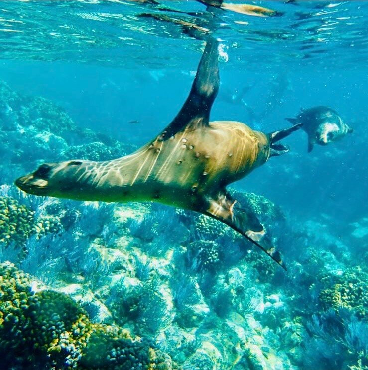 Sea Lions Dive Center-拉巴斯必去景点