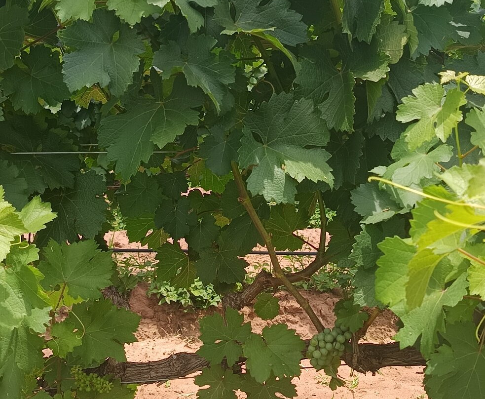 Vinícola Terroir Pantanal-Aquidauana必去景点