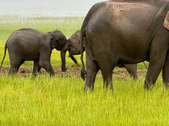 Travel With Thilak-Dehiwala必去景点
