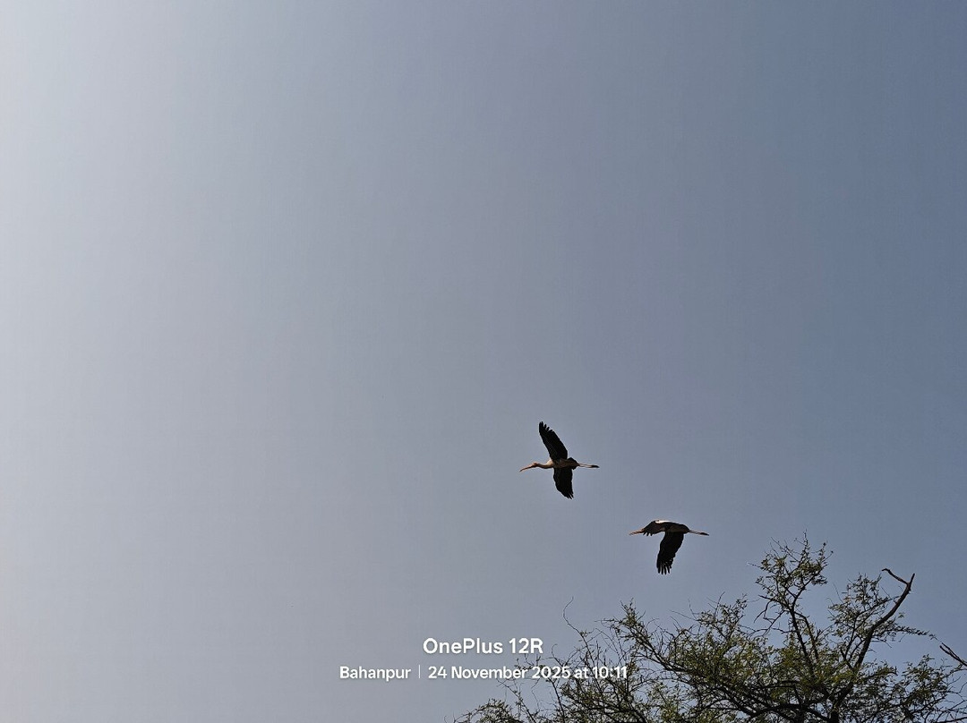 Bharatpur Bird Sanctuary-巴拉特浦必去景点
