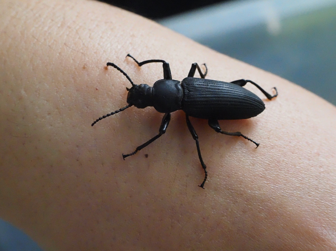 Wikiri Sapoparque-基多必去景点